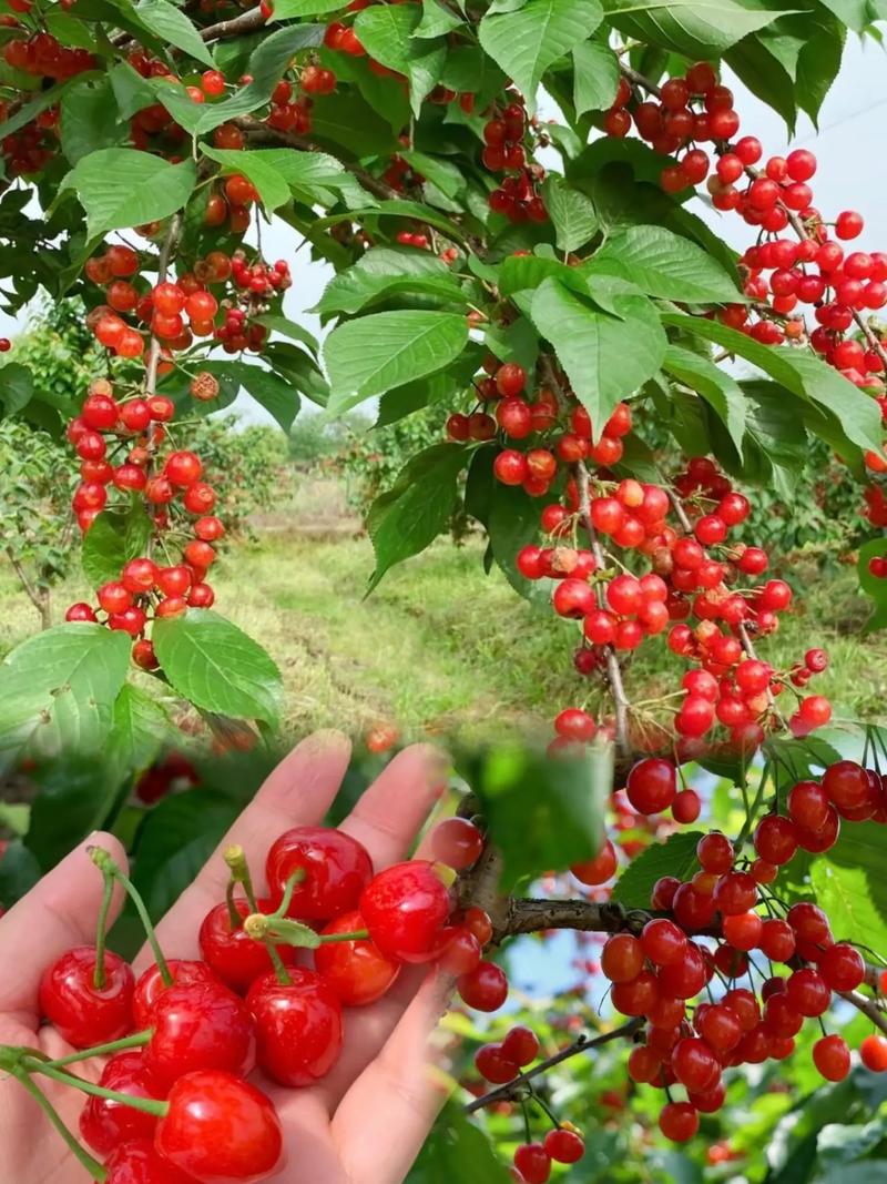 万州樱桃基地有哪些地方，附近水果樱桃种植基地在哪里。 万州樱桃基地有哪些地方，附近水果樱桃种植基地在哪里。 土壤施肥