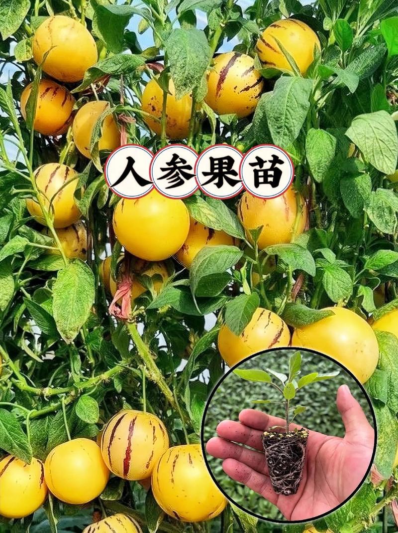 适合东北盆栽的南方水果，北方种植南方水果有哪些?。 适合东北盆栽的南方水果，北方种植南方水果有哪些?。 畜牧养殖