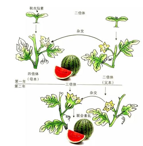 无籽西瓜是怎么培育出来的，种植无核水果技术要求。 无籽西瓜是怎么培育出来的，种植无核水果技术要求。 家禽养殖