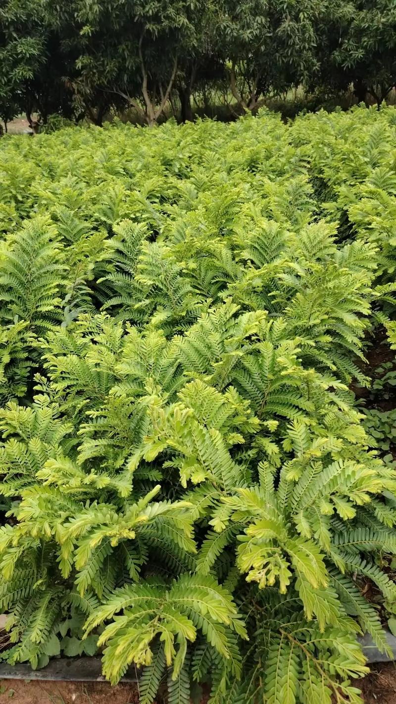 云南红河哪里种植橄榄，云南水果 橄榄种植基地在哪里。 云南红河哪里种植橄榄，云南水果 橄榄种植基地在哪里。 家禽养殖