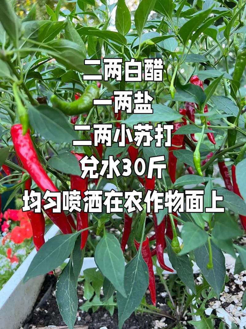 农民种植水果等农作物可以完全不使用农药吗？该怎么做，种植水果不打农药可以吗。 农民种植水果等农作物可以完全不使用农药吗？该怎么做，种植水果不打农药可以吗。 蔬菜种植