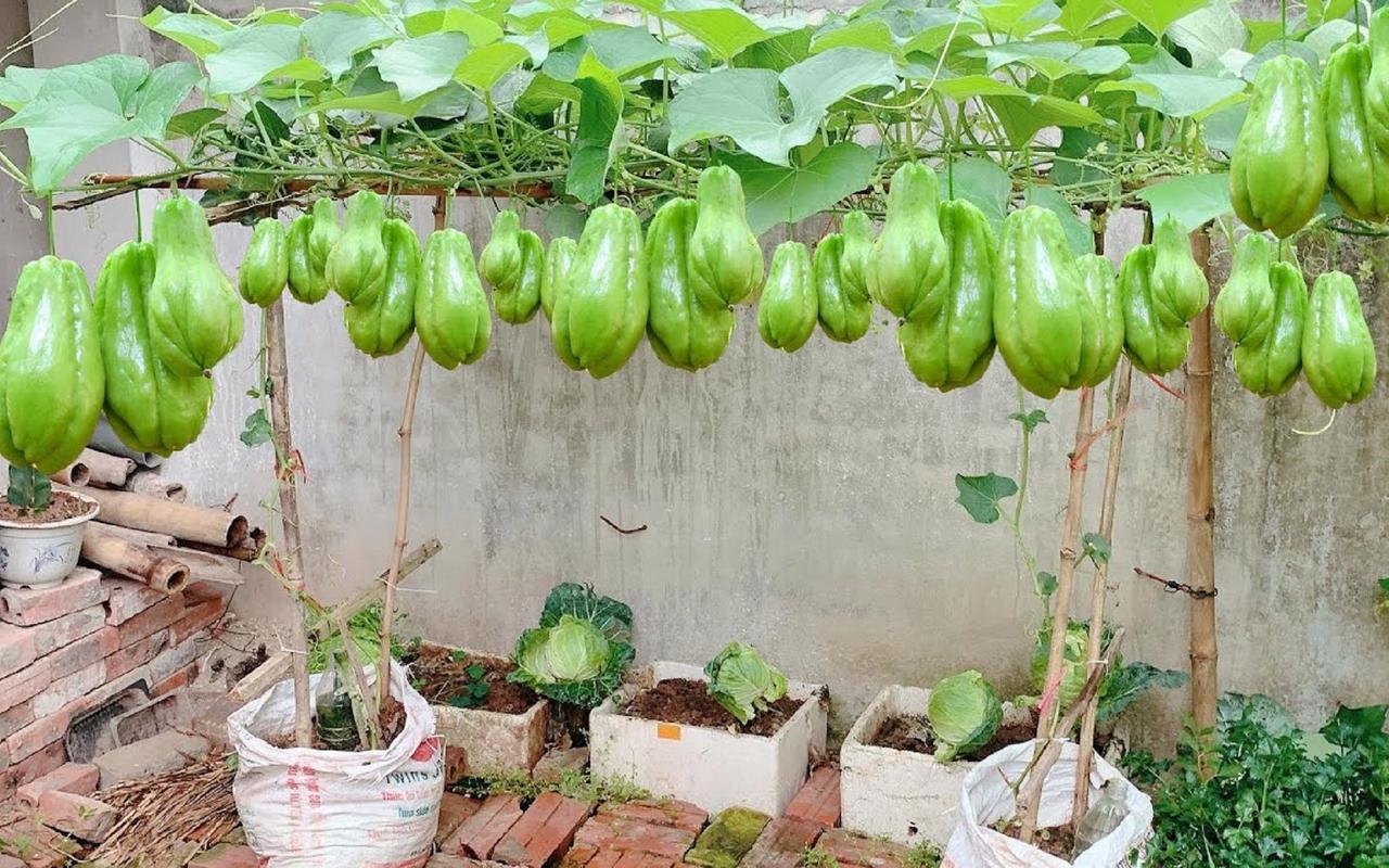 在农村种植佛手经济效益怎么样？现在价格如何，沐川水果种植基地在哪里。 在农村种植佛手经济效益怎么样？现在价格如何，沐川水果种植基地在哪里。 家禽养殖