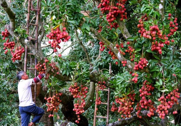 什么样的荔枝口感好，粤南水果种植基地。 什么样的荔枝口感好，粤南水果种植基地。 水果种植