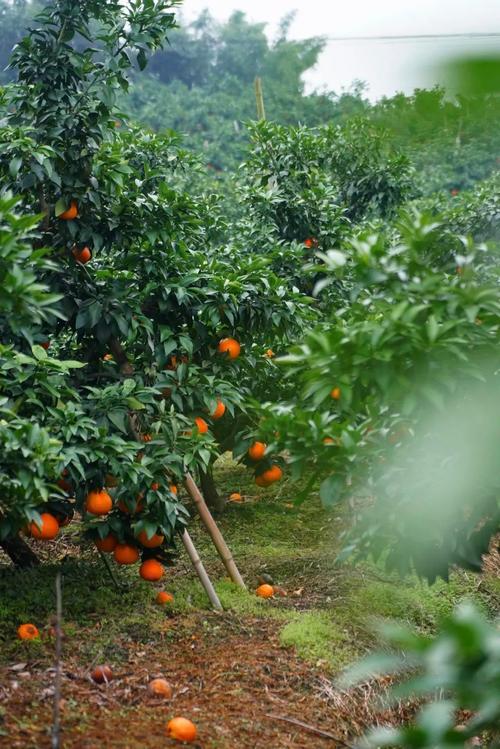 隆昌属于哪里，隆昌种植水果基地。 隆昌属于哪里，隆昌种植水果基地。 畜牧养殖