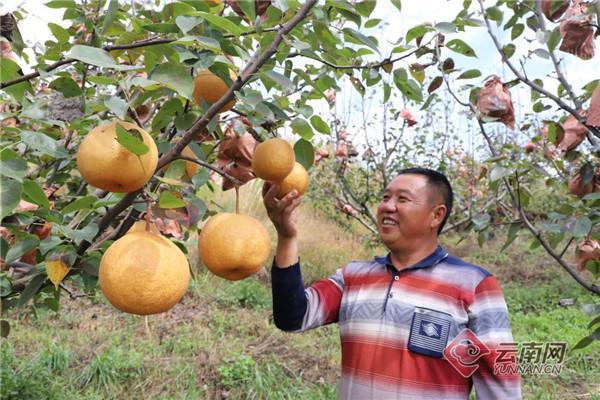 曲靖市吉庆园食品有限公司介绍，曲靖哪里适合种植水果树。 曲靖市吉庆园食品有限公司介绍，曲靖哪里适合种植水果树。 土壤施肥