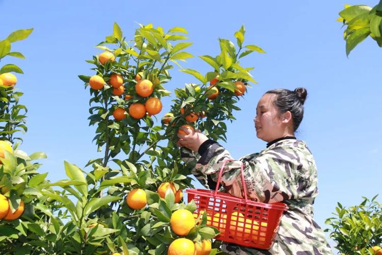 浙江适合种植什么水果，浙江推荐种植水果的地方。 浙江适合种植什么水果，浙江推荐种植水果的地方。 畜牧养殖