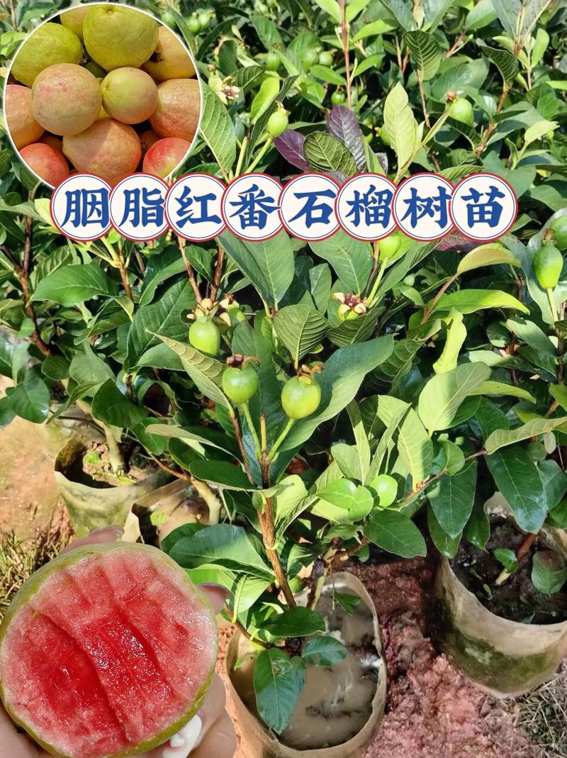 安徽能种番石榴吗，热带水果安徽怎么种植的。 安徽能种番石榴吗，热带水果安徽怎么种植的。 畜牧养殖