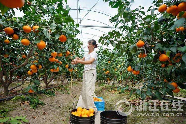 冬季浙江山区的水果，浙江象山 水果种植基地在哪里。 冬季浙江山区的水果，浙江象山 水果种植基地在哪里。 家禽养殖