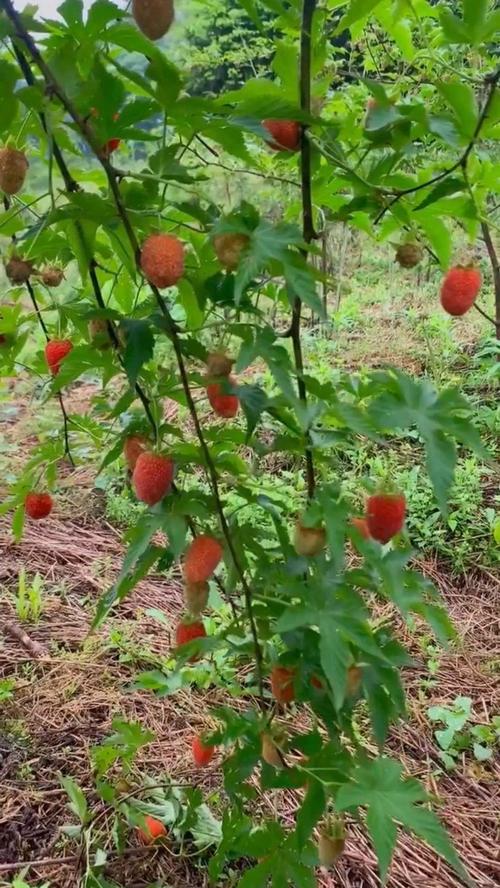 安徽适合种植什么水果，水果种植户安徽有几家。 安徽适合种植什么水果，水果种植户安徽有几家。 土壤施肥