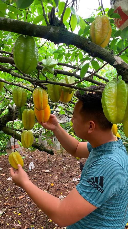 杨桃的种植方法，怎样种植水果杨桃视频。 杨桃的种植方法，怎样种植水果杨桃视频。 水果种植