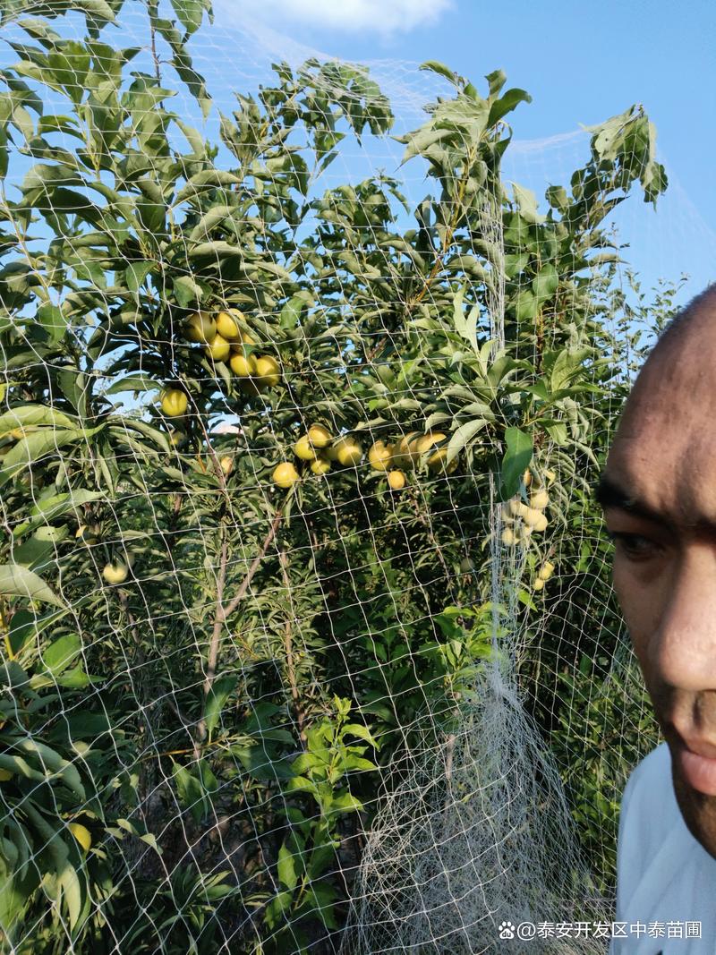 大家认为苗圃种植前景和收入如何，水果种植工人怎样管理。 大家认为苗圃种植前景和收入如何，水果种植工人怎样管理。 家禽养殖