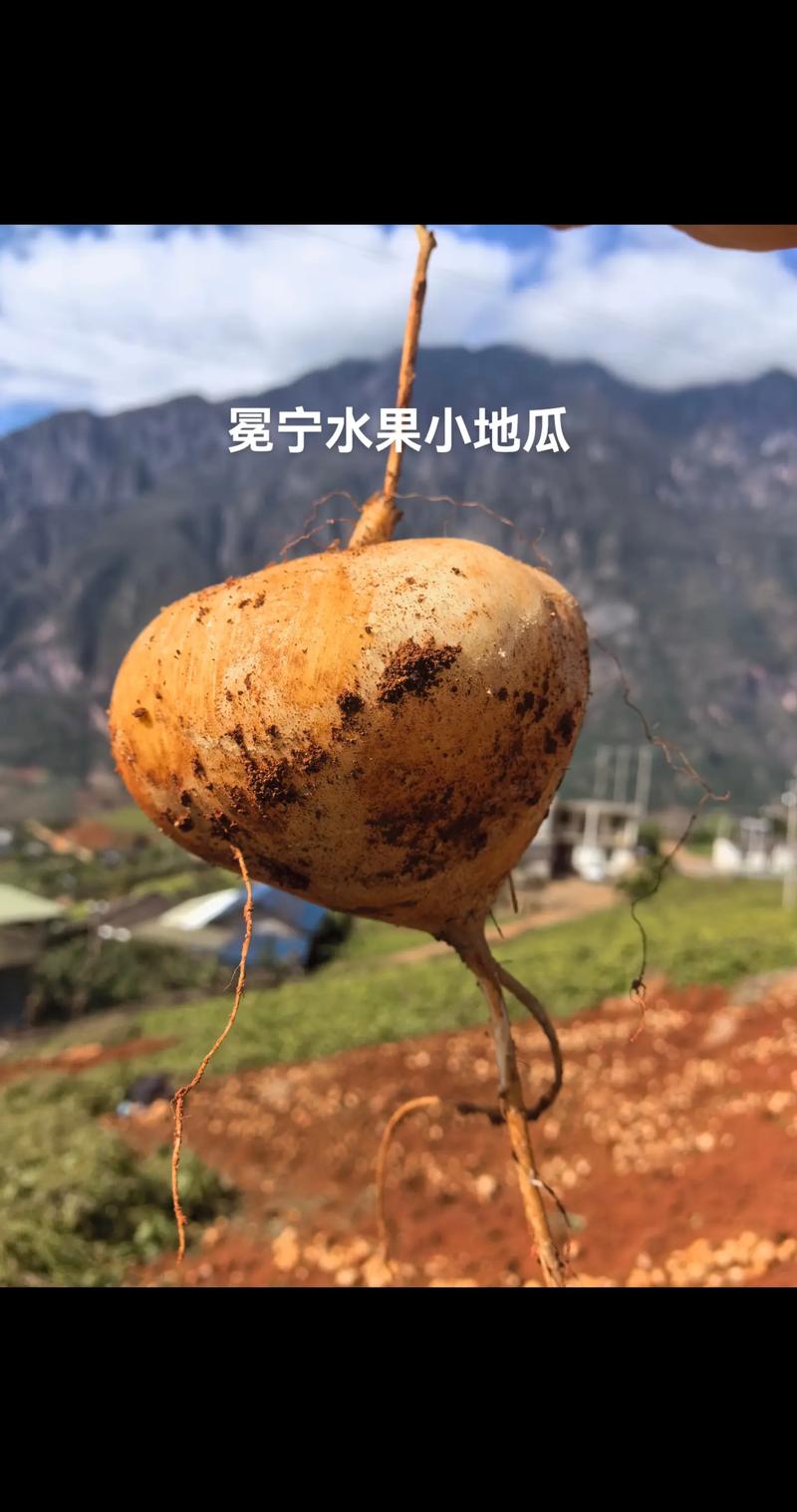 四川水果种植排行榜，四川能种水果。 四川水果种植排行榜，四川能种水果。 家禽养殖