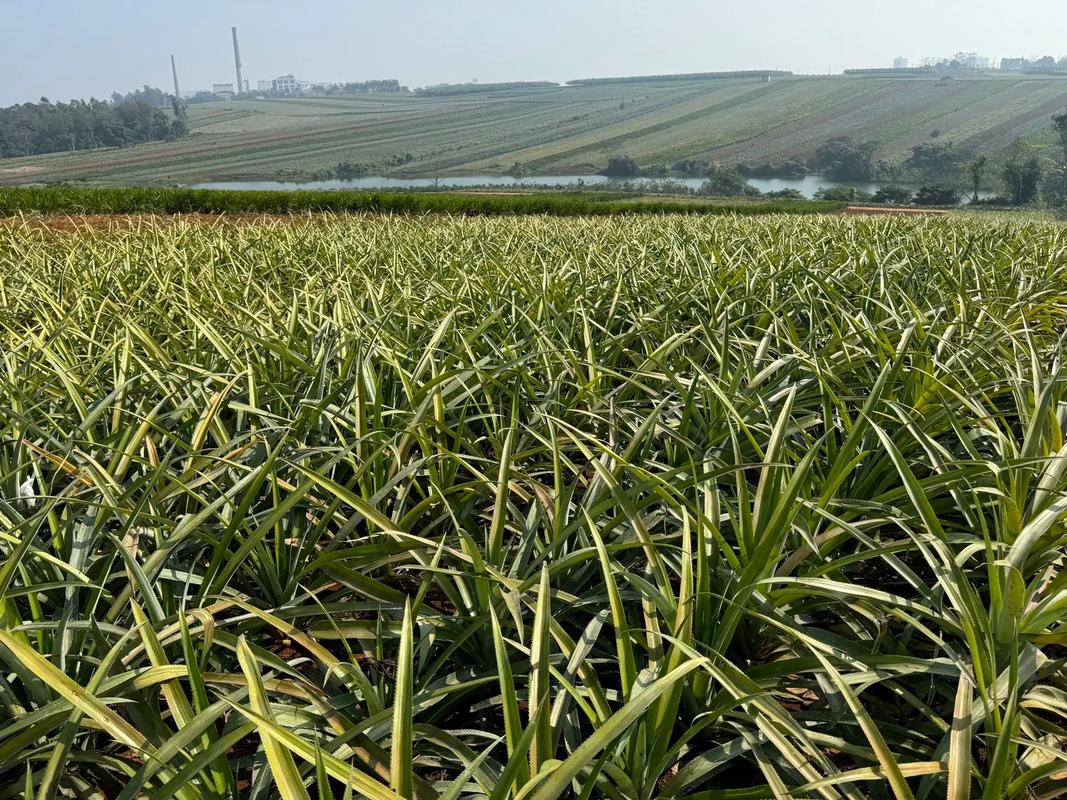 湛江特产水果，徐闻水果哪里有种植基地。 湛江特产水果，徐闻水果哪里有种植基地。 家禽养殖