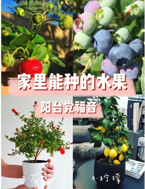 室内适合种植什么水果，家庭院子水果种植好吗。 室内适合种植什么水果，家庭院子水果种植好吗。 土壤施肥