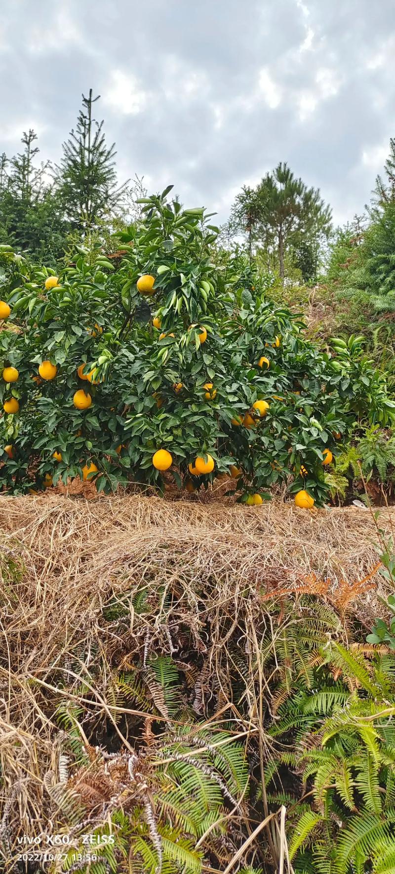 南昌市农村适合种植什么水果树和经济作物，农村柑橘水果种植图片大全。 南昌市农村适合种植什么水果树和经济作物，农村柑橘水果种植图片大全。 畜牧养殖