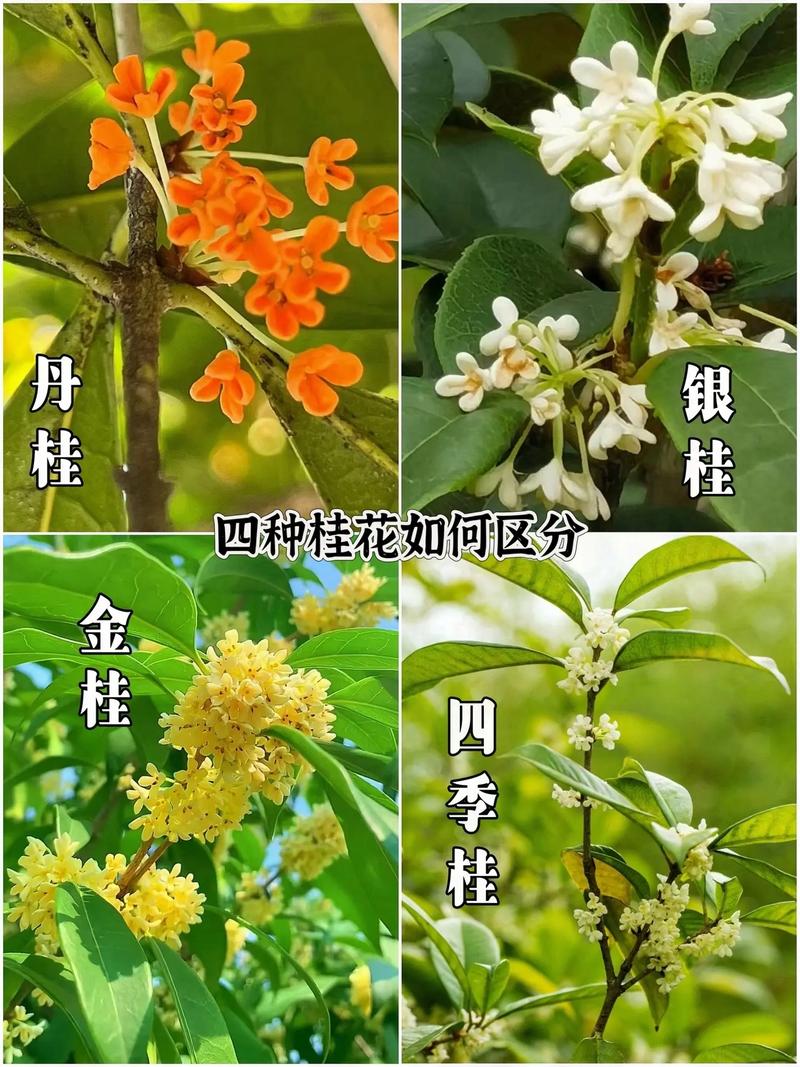 桂花能在北方室外种吗，北方水果种植室外温度多少。 桂花能在北方室外种吗，北方水果种植室外温度多少。 土壤施肥