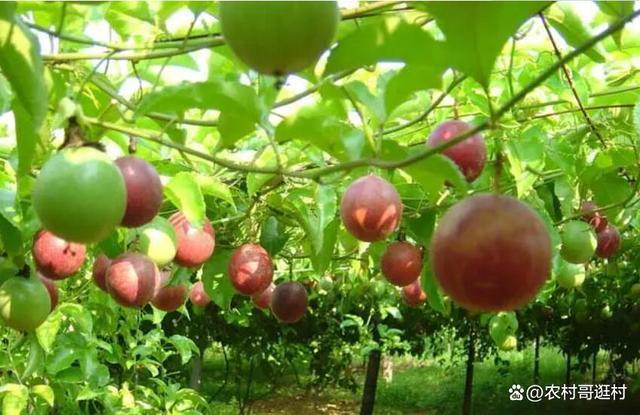 黄冈适合种植什么果树，村里种植水果违法吗。 黄冈适合种植什么果树，村里种植水果违法吗。 畜牧养殖