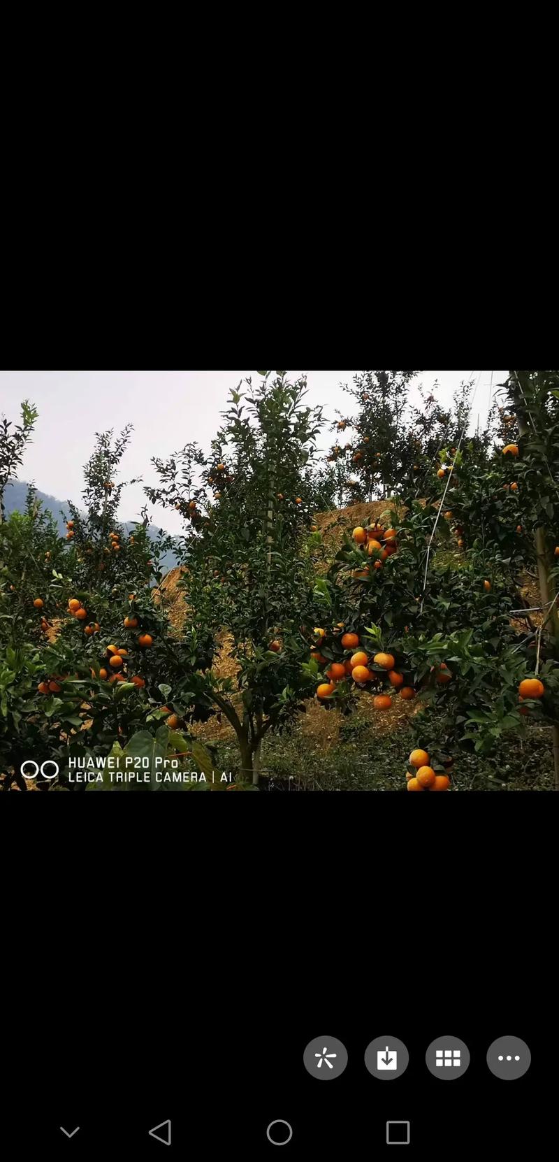 我想在曲靖发展水果种植，就是不知道我们这里的气候条件适合种什么样的水果啊，曲靖有哪些水果种植基地地址。 我想在曲靖发展水果种植，就是不知道我们这里的气候条件适合种什么样的水果啊，曲靖有哪些水果种植基地地址。 蔬菜种植