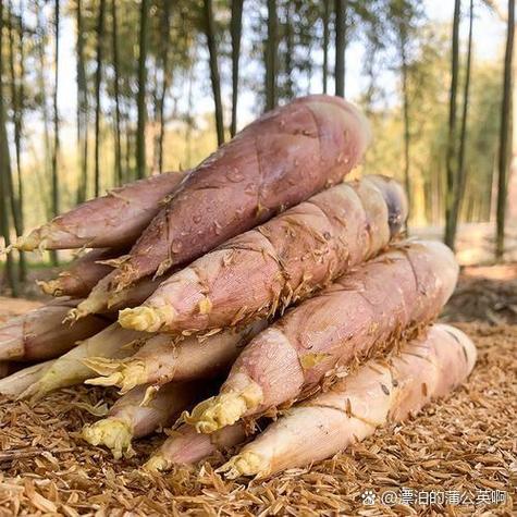 揭阳有什么特产，揭西水果竹笋种植基地。 揭阳有什么特产，揭西水果竹笋种植基地。 水果种植