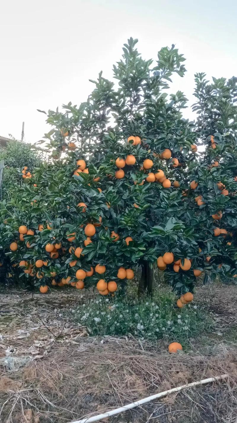 江西赣州适合种植什么水果，赣州水果种植基地在哪里。 江西赣州适合种植什么水果，赣州水果种植基地在哪里。 家禽养殖