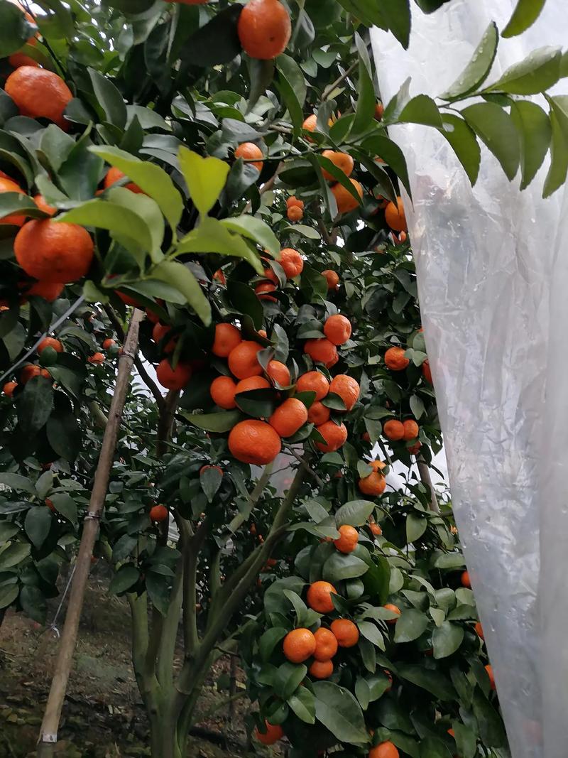 南方高寒地区可以种植什么水果或者蔬菜药材，广东冬季适合种植水果吗。 南方高寒地区可以种植什么水果或者蔬菜药材，广东冬季适合种植水果吗。 蔬菜种植