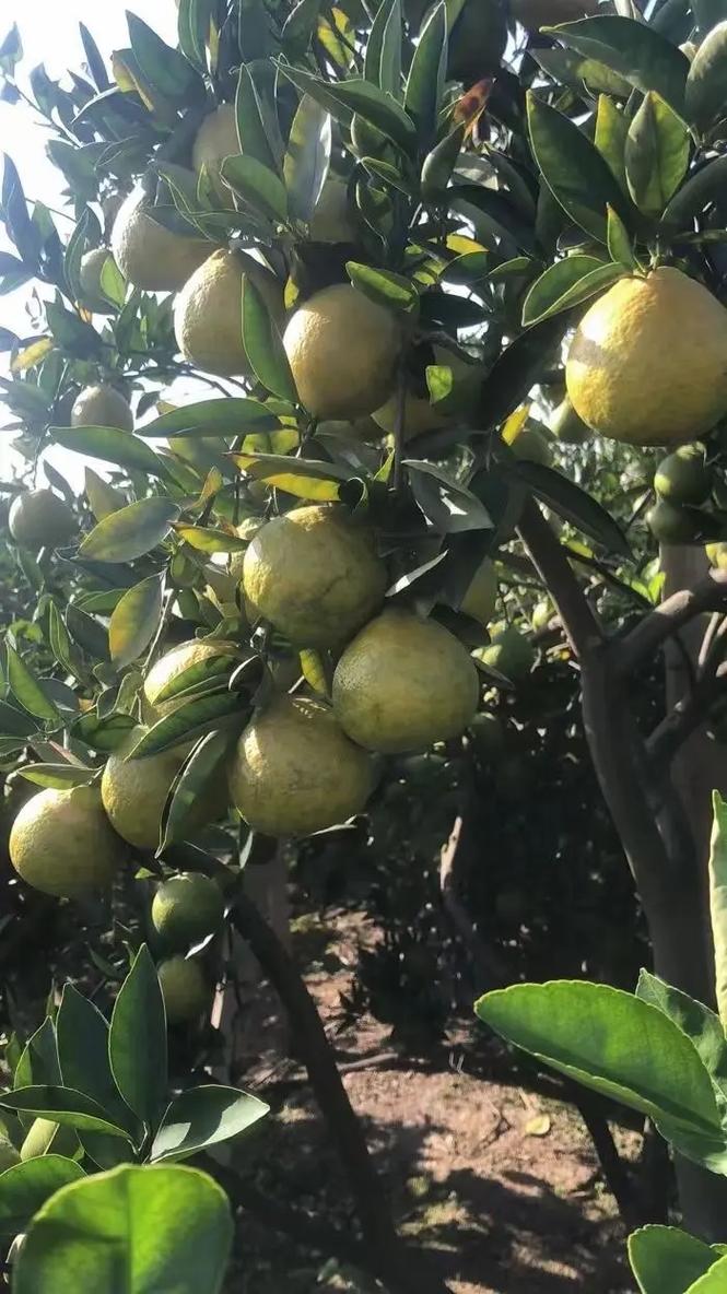 在浙江种植什么果树好，什么水果能在温州种植呢。 在浙江种植什么果树好，什么水果能在温州种植呢。 家禽养殖