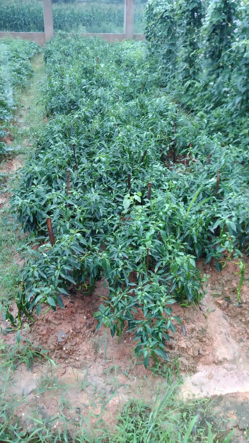 椒树育苗怎么育，贵阳水果植物种植育苗基地。 椒树育苗怎么育，贵阳水果植物种植育苗基地。 蔬菜种植