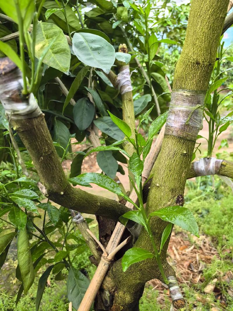 桔树芽接芽包扎吗？如何养护，水果种植需要接枝嘛视频。 桔树芽接芽包扎吗？如何养护，水果种植需要接枝嘛视频。 家禽养殖