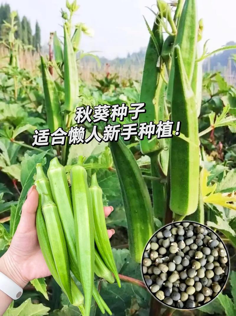 露地种植秋葵几月份最好，北方水果秋葵种植时间表。 露地种植秋葵几月份最好，北方水果秋葵种植时间表。 水果种植