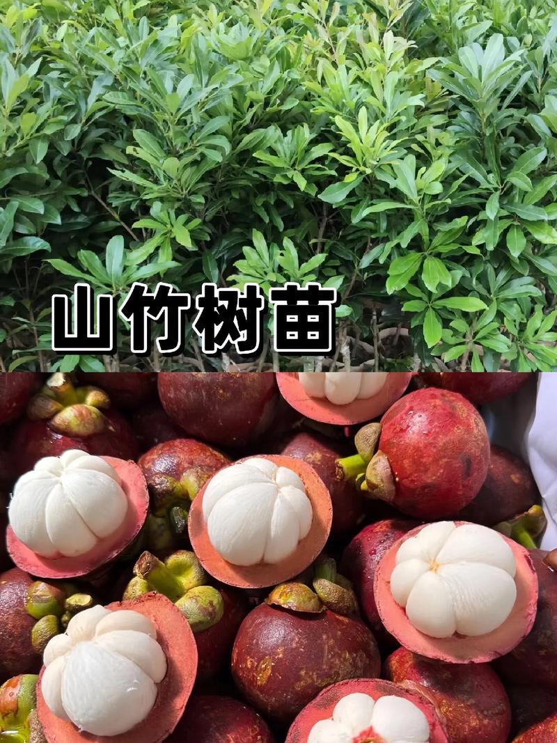 山竹种植时间，种植方法，怎么施肥，施什么肥，病虫害，水果山竹种植说明文怎么写。 山竹种植时间，种植方法，怎么施肥，施什么肥，病虫害，水果山竹种植说明文怎么写。 畜牧养殖