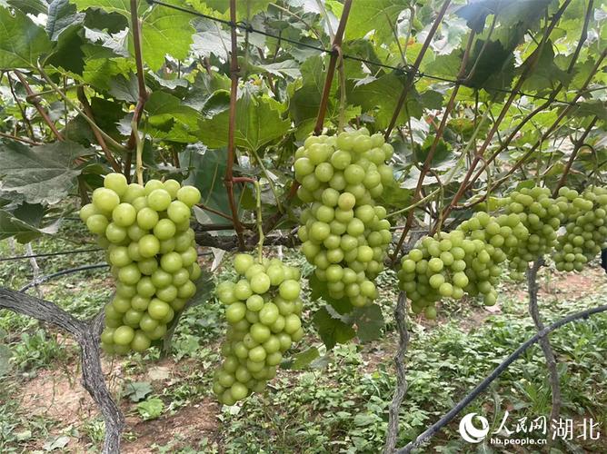 大棚种植什么果树好，适合温室大棚种植的果树有哪些，农民种植什么水果最好呢。 大棚种植什么果树好，适合温室大棚种植的果树有哪些，农民种植什么水果最好呢。 家禽养殖