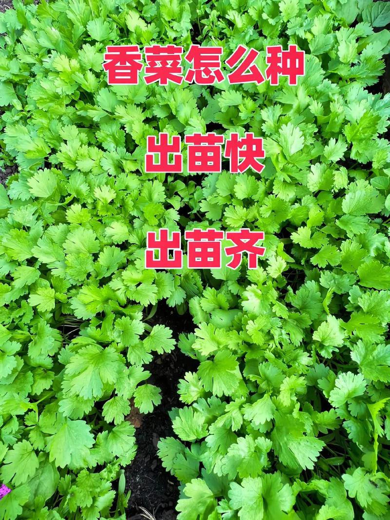 南方露天种植香菜的最佳时间，南方水果能不能种植香菜呢。 南方露天种植香菜的最佳时间，南方水果能不能种植香菜呢。 畜牧养殖