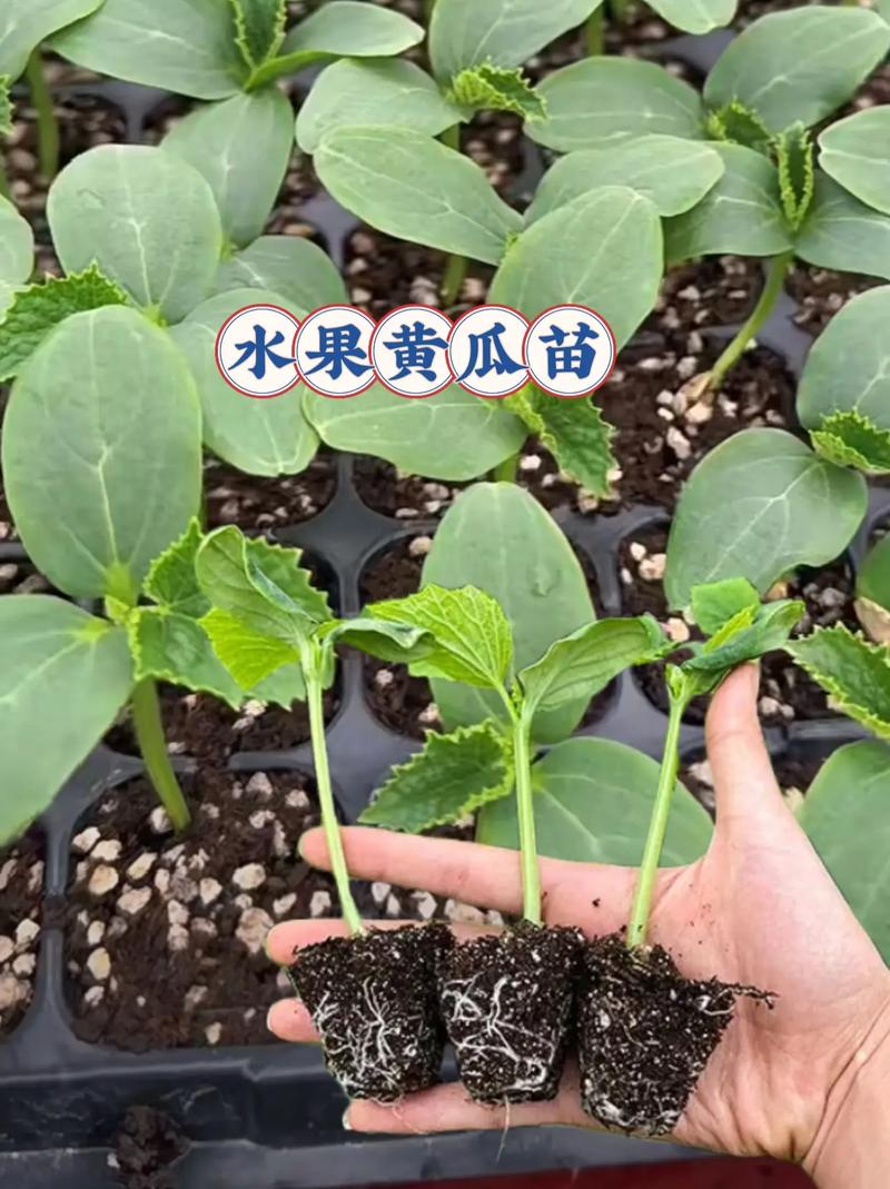 现在可以给黄瓜育苗吗？怎么给黄瓜育苗，水果黄瓜暖棚种植技术视频。 现在可以给黄瓜育苗吗？怎么给黄瓜育苗，水果黄瓜暖棚种植技术视频。 家禽养殖