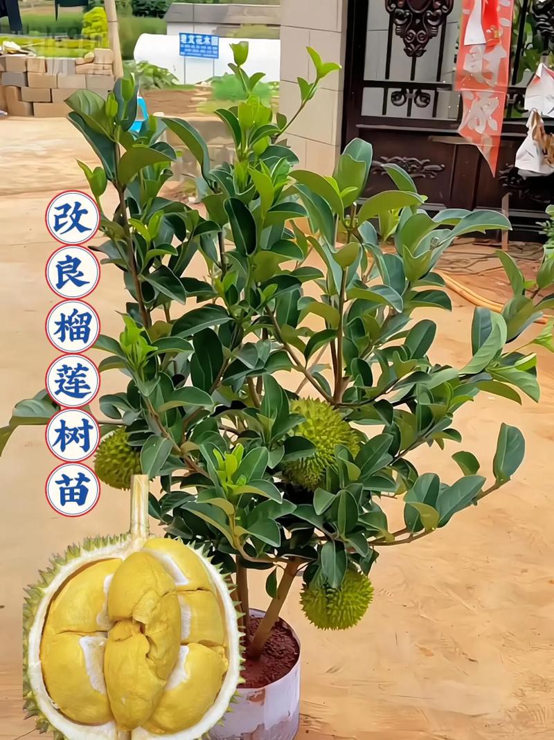 榴莲夫妻果是什么果，夫妻种植水果树好吗视频。 榴莲夫妻果是什么果，夫妻种植水果树好吗视频。 土壤施肥