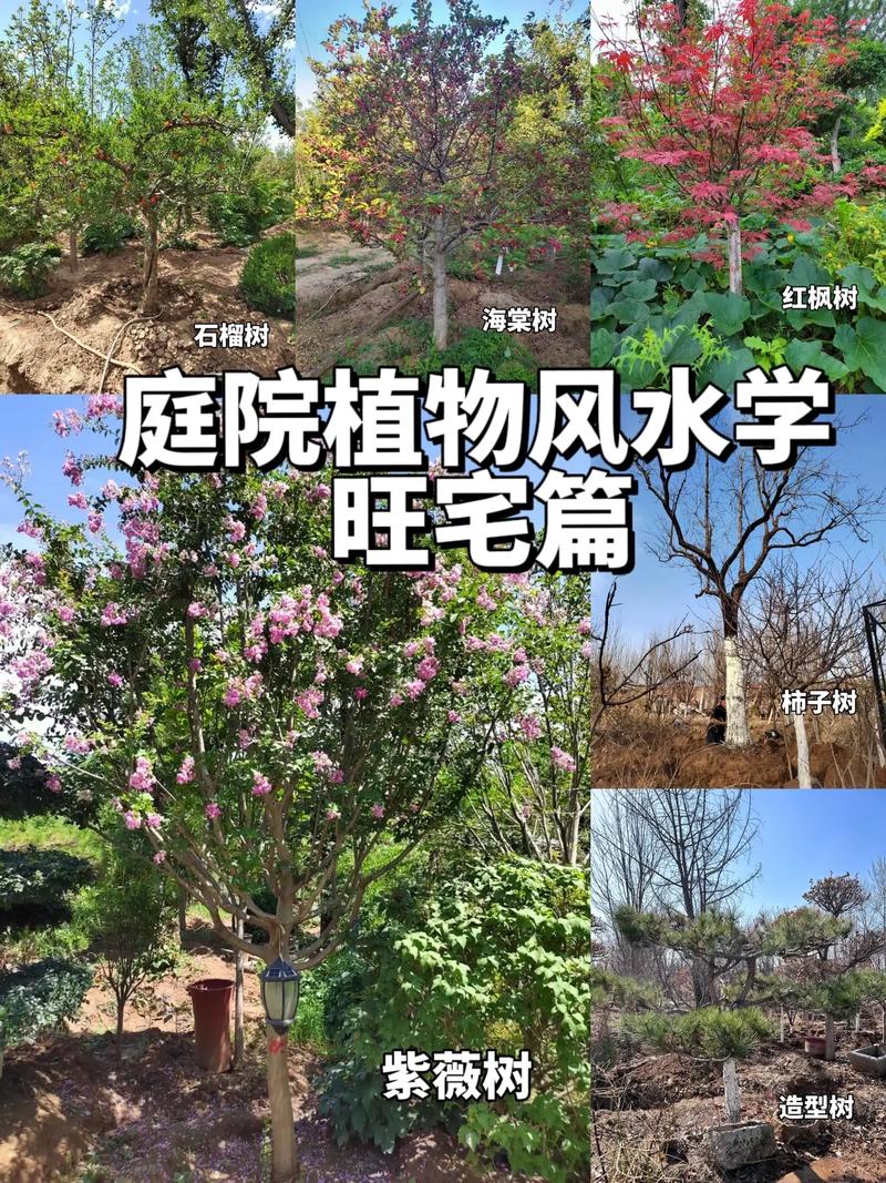 农村庭院大门正对面种植什么树，大门两侧种植水果好吗风水好吗。 农村庭院大门正对面种植什么树，大门两侧种植水果好吗风水好吗。 土壤施肥