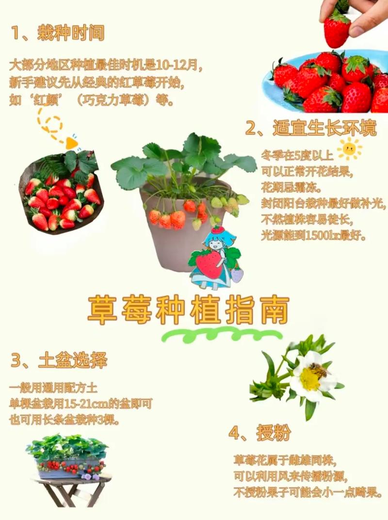 草莓怎么育苗好，水果种植方法草莓图片。 草莓怎么育苗好，水果种植方法草莓图片。 畜牧养殖