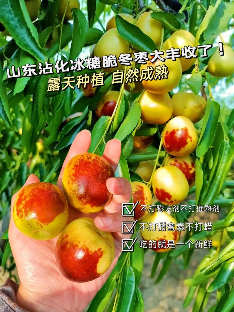 山东地区气候条件适合种植什么水果和农作物，山东适合种植水果吗冬天。 山东地区气候条件适合种植什么水果和农作物，山东适合种植水果吗冬天。 水果种植