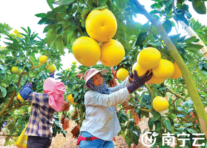 南宁哪里水果便宜又好吃，南宁附近水果种植基地在哪里。 南宁哪里水果便宜又好吃，南宁附近水果种植基地在哪里。 畜牧养殖