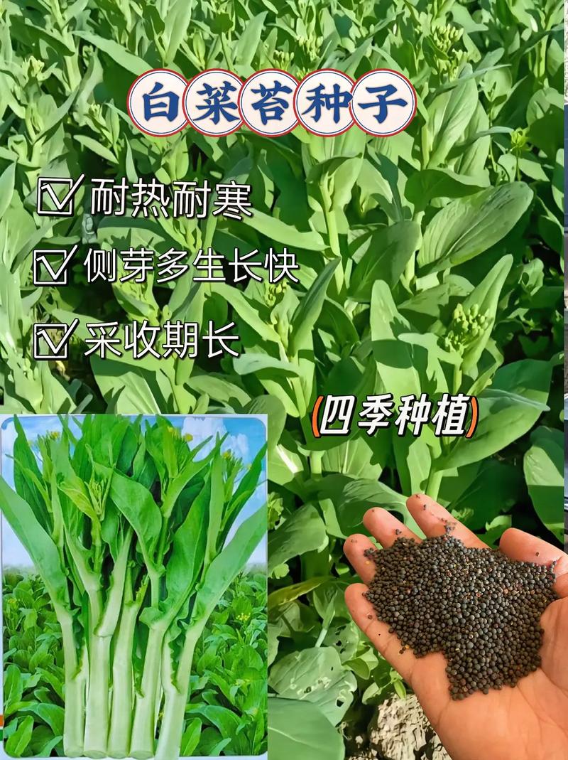 我国都哪些地区一年四季都长蔬菜？为何，蔬菜和水果种植情况调查报告。 我国都哪些地区一年四季都长蔬菜？为何，蔬菜和水果种植情况调查报告。 水果种植