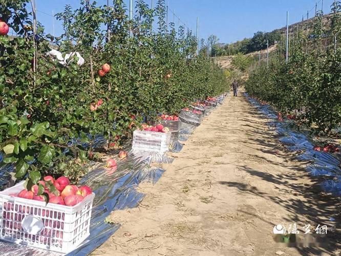 渭南市的主要产业，陕西渭南水果种植基地。 渭南市的主要产业，陕西渭南水果种植基地。 土壤施肥