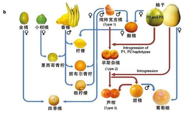 为什么柚子和橘子杂交会有可育的橙子？植物间没有生殖隔离吗，奇葩水果种植技术视频。 为什么柚子和橘子杂交会有可育的橙子？植物间没有生殖隔离吗，奇葩水果种植技术视频。 家禽养殖