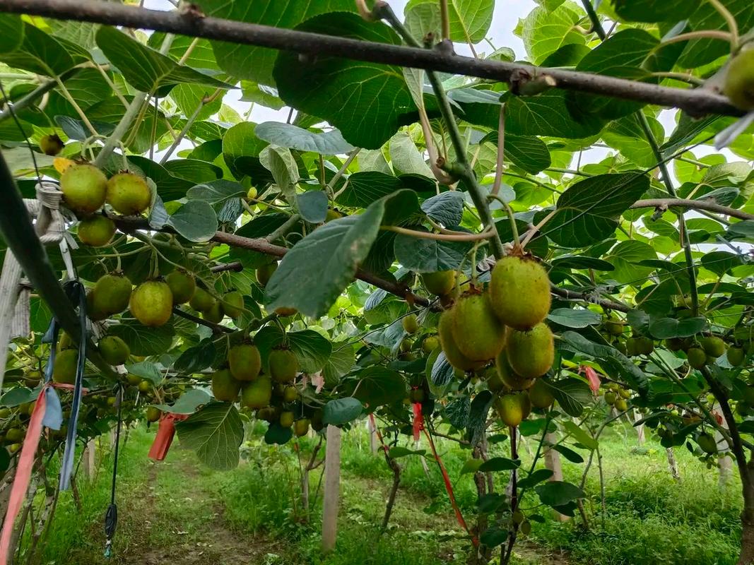 宝鸡地区适合种植什么果树，宝鸡水果种植方法和技术。 宝鸡地区适合种植什么果树，宝鸡水果种植方法和技术。 水果种植