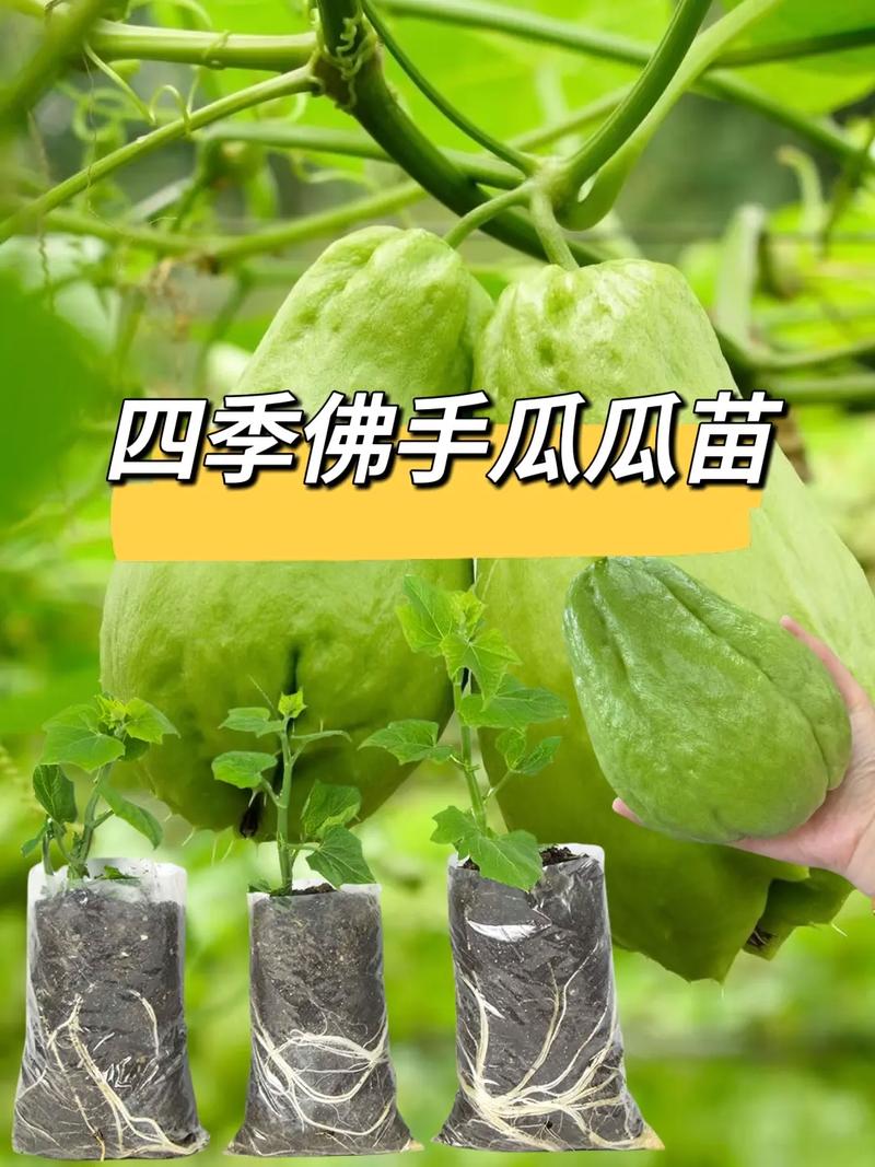 佛手前景如何？如何种植管理，巴中适合种植水果吗。 佛手前景如何？如何种植管理，巴中适合种植水果吗。 蔬菜种植