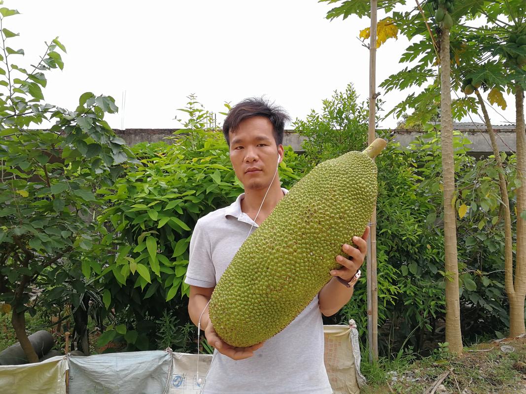 红肉菠萝蜜在我国哪里有种植，外地水果种子种植基地在哪里。 红肉菠萝蜜在我国哪里有种植，外地水果种子种植基地在哪里。 水果种植