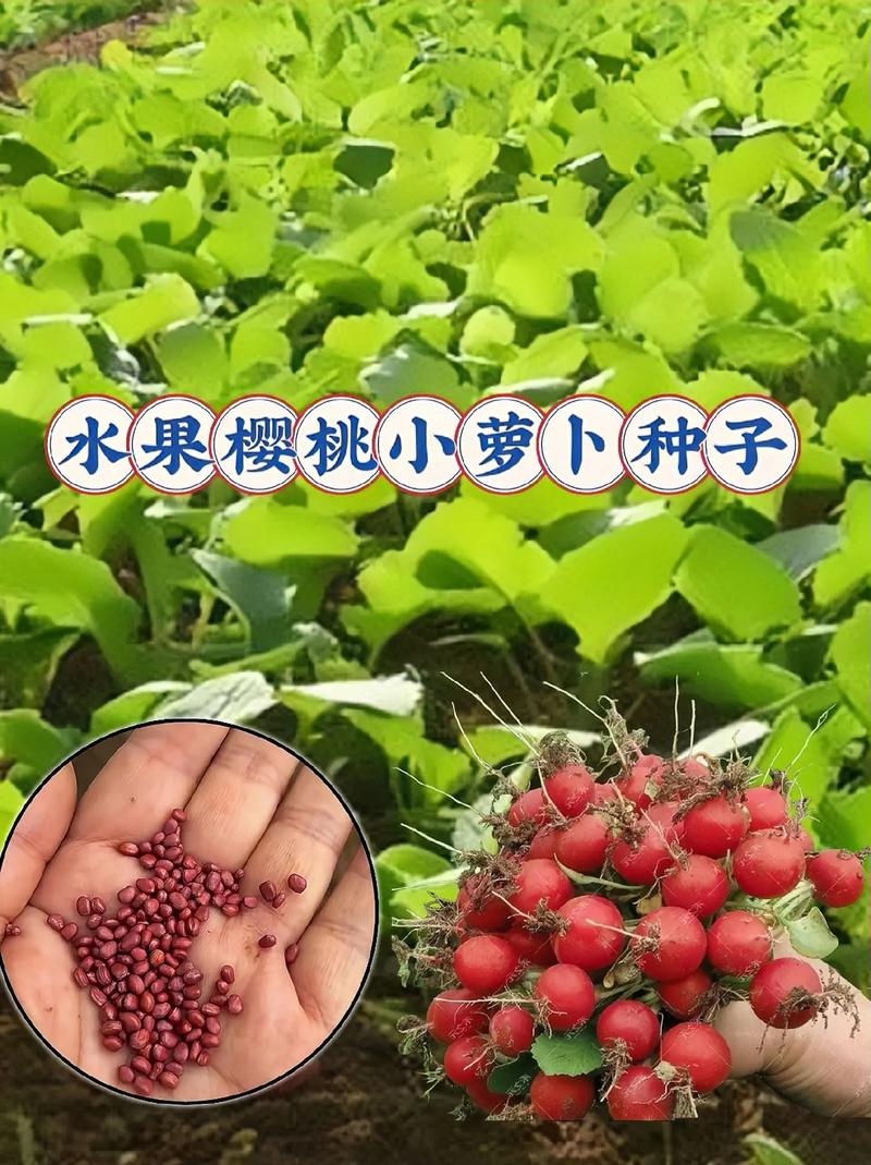 水果萝卜种植时间及产量，水果种植概况介绍怎么写。 水果萝卜种植时间及产量，水果种植概况介绍怎么写。 土壤施肥