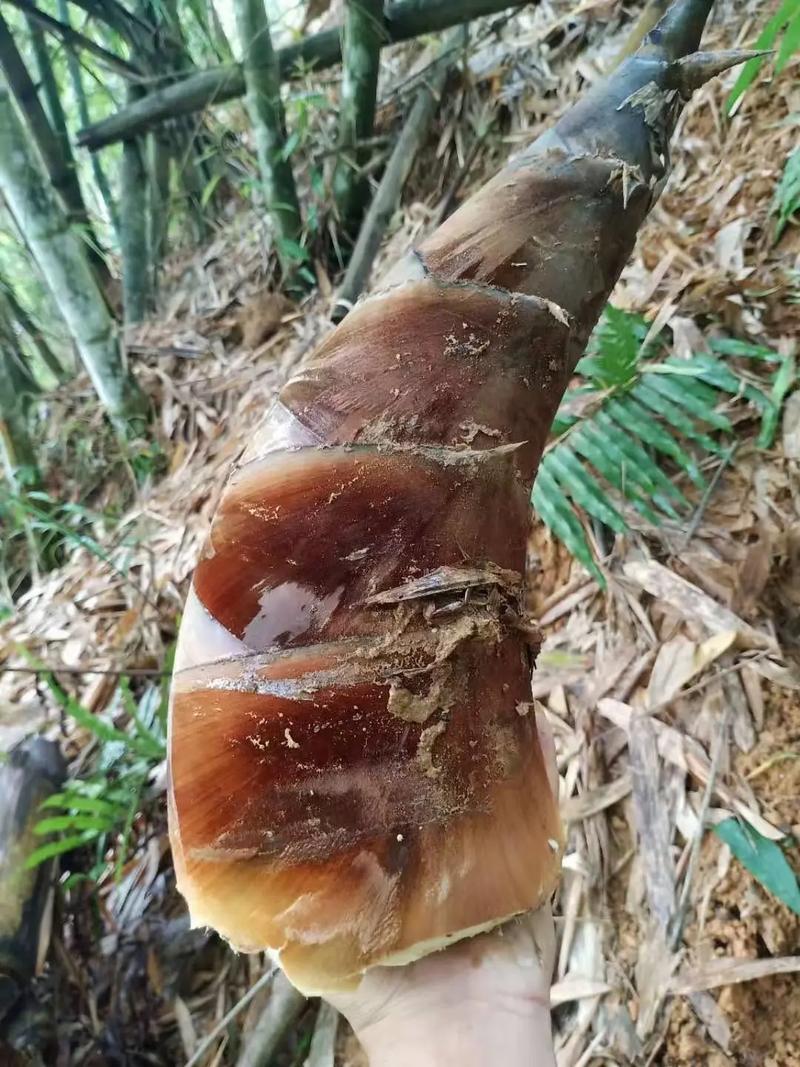 重庆南川特色餐饮项目，重庆武隆水果笋种植基地。 重庆南川特色餐饮项目，重庆武隆水果笋种植基地。 家禽养殖