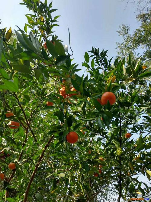 怀化位于湖南什么地方，芷江水果种植户有多少。 怀化位于湖南什么地方，芷江水果种植户有多少。 家禽养殖