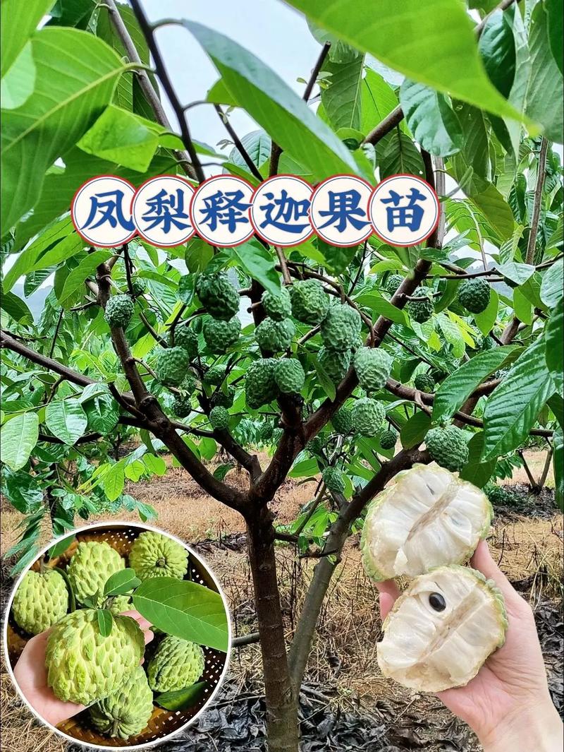 凤梨释迦果江西适合种吗，江西水果种植品种。 凤梨释迦果江西适合种吗，江西水果种植品种。 土壤施肥