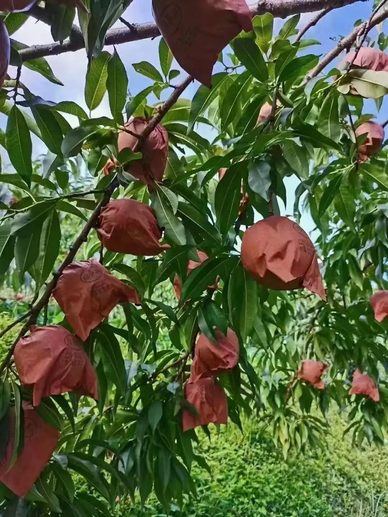 长丰十大名菜排名，长丰种植水果基地在哪里。 长丰十大名菜排名，长丰种植水果基地在哪里。 土壤施肥