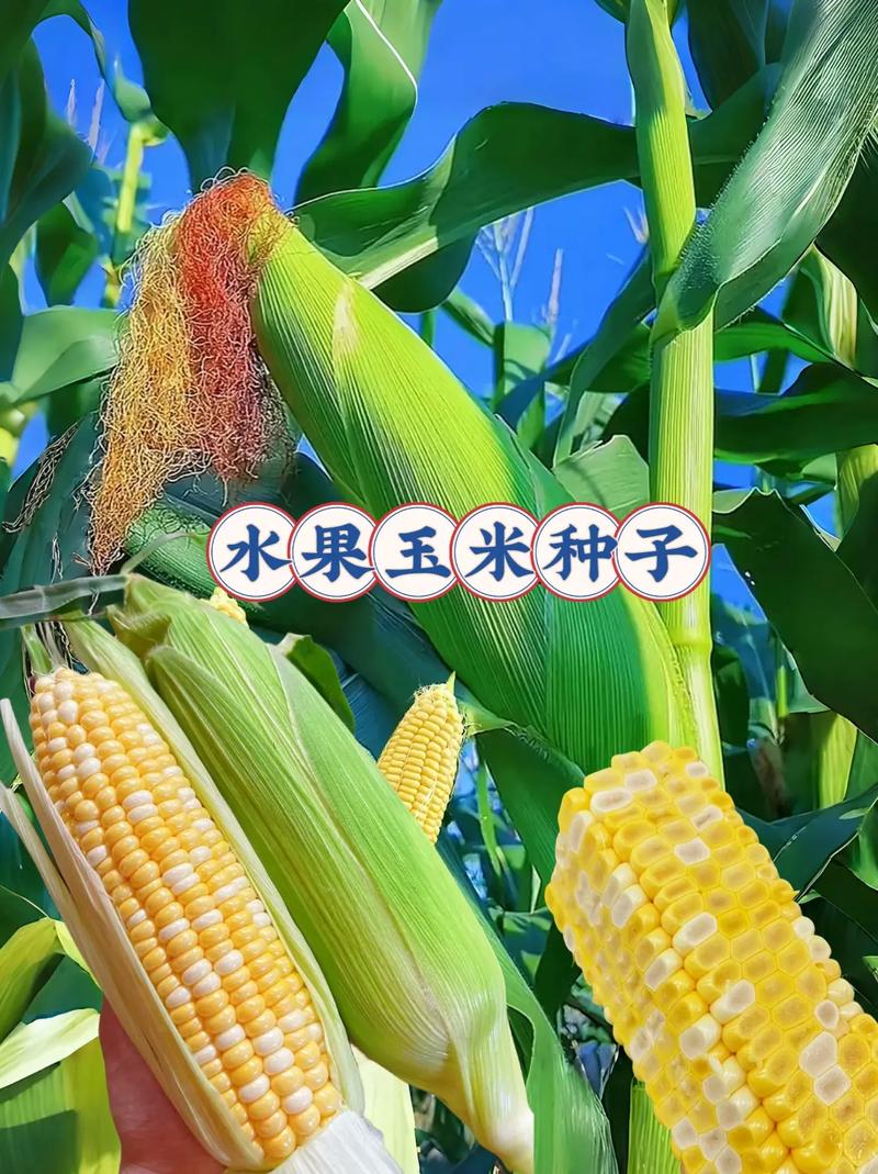 什么是水果玉米？水果玉米怎么种能高产，香甜水果种植方法。 什么是水果玉米？水果玉米怎么种能高产，香甜水果种植方法。 家禽养殖